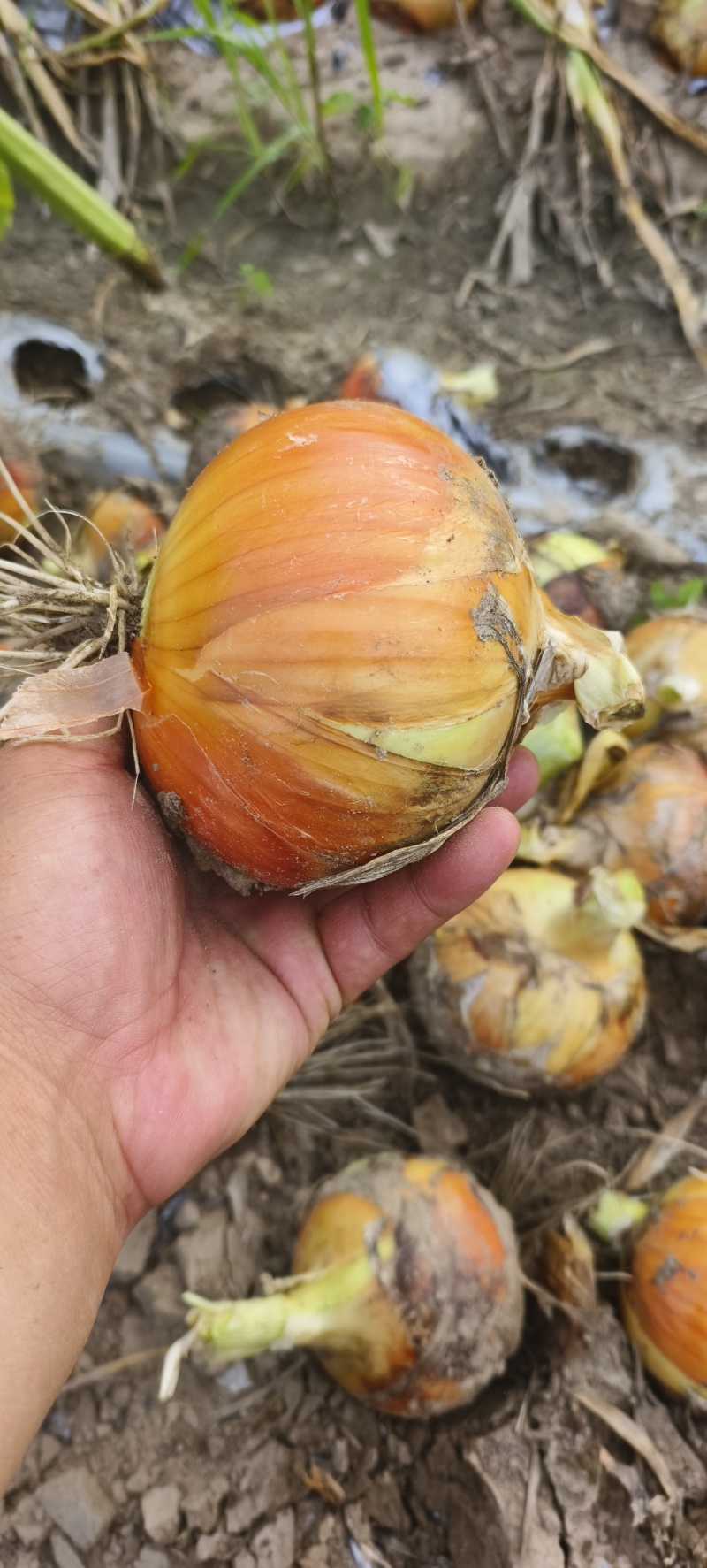 黄红洋葱大量供应