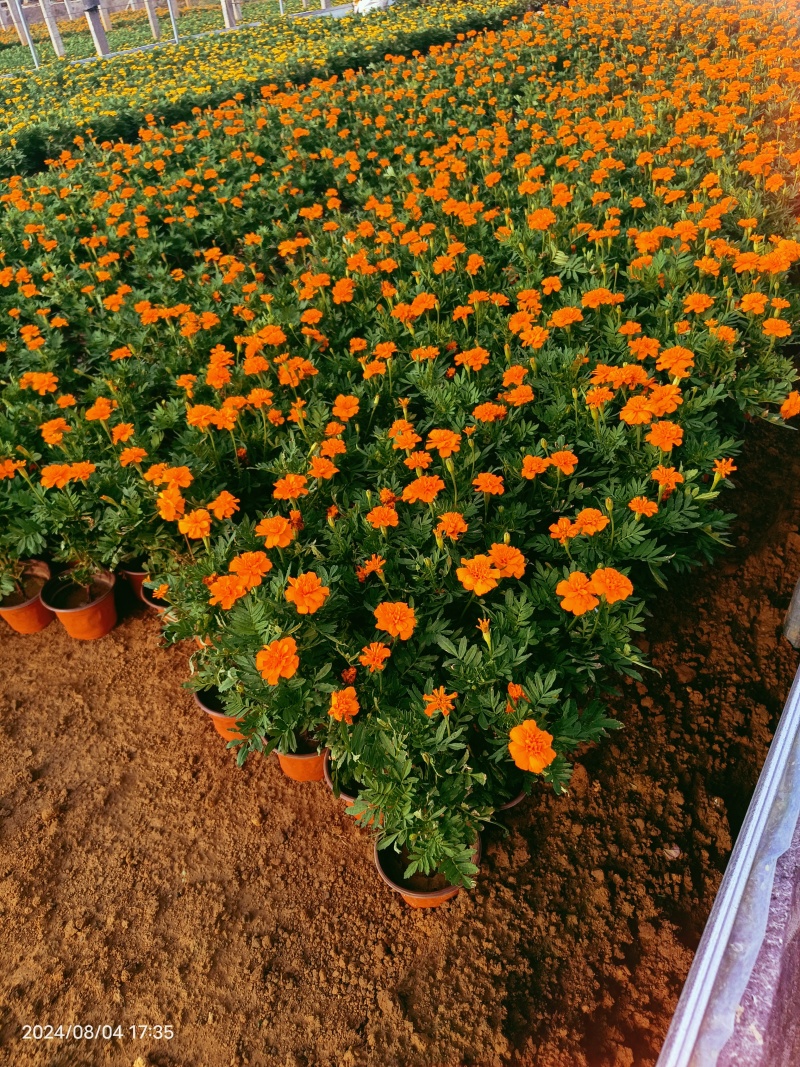 孔雀草