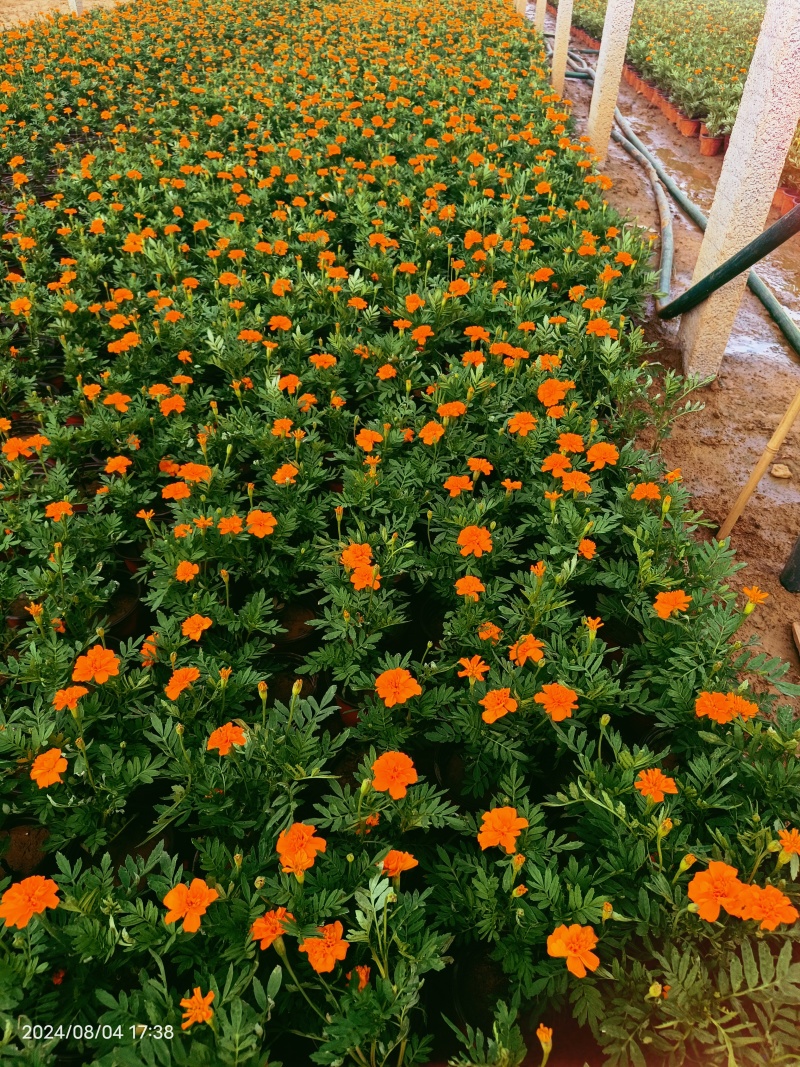 孔雀草