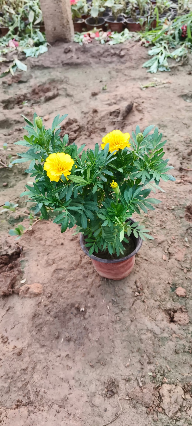 孔雀草