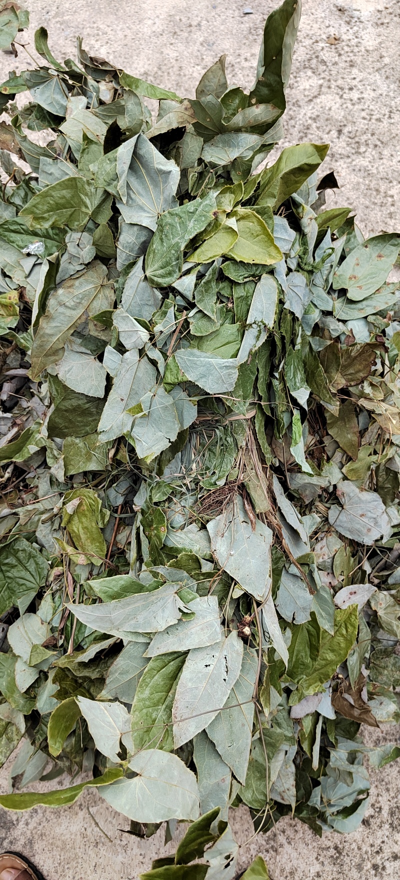 贵州野生淫羊藿