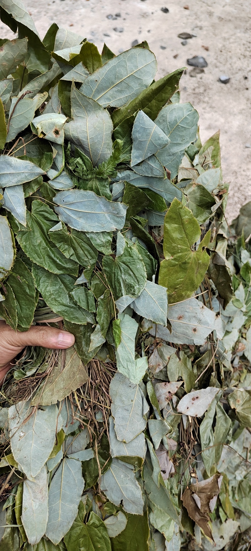 贵州野生淫羊藿