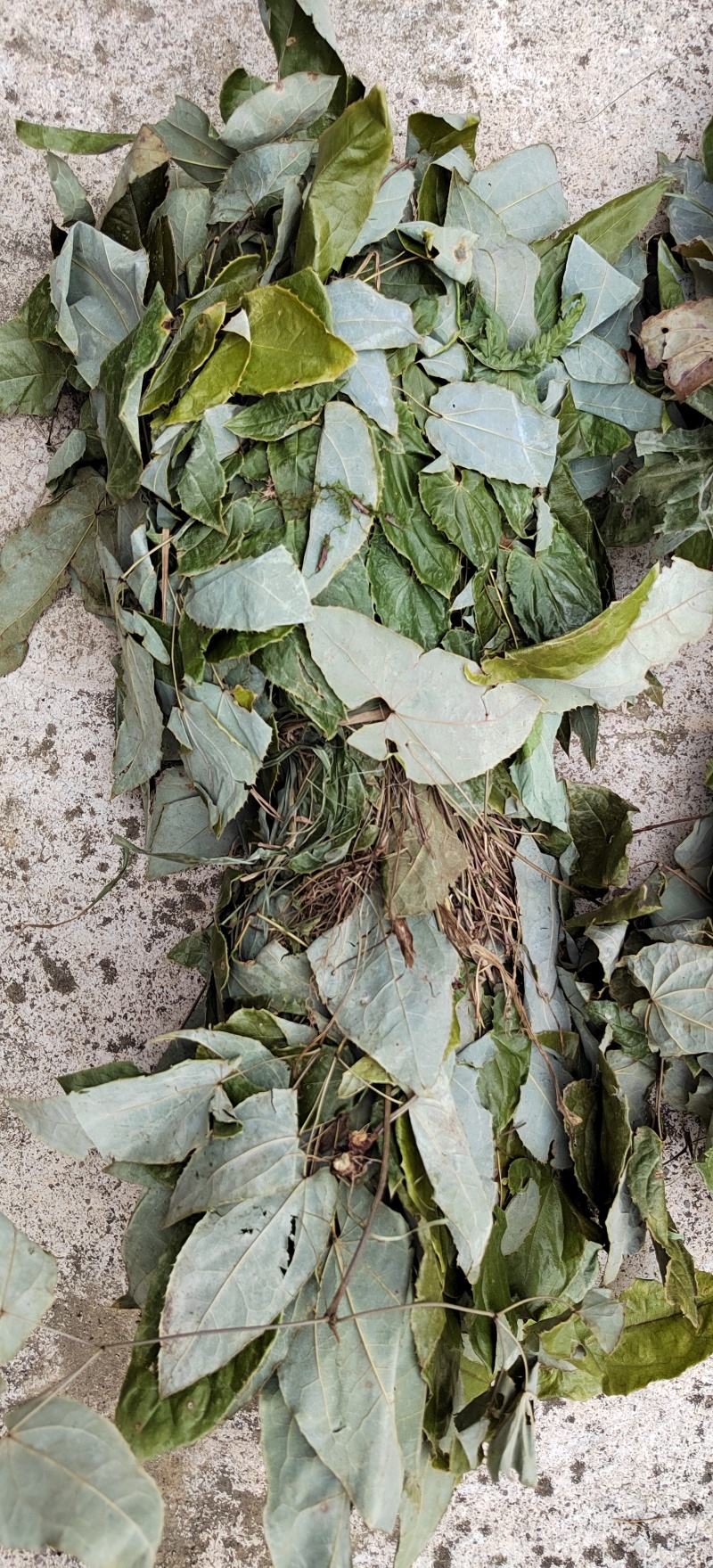 贵州野生淫羊藿