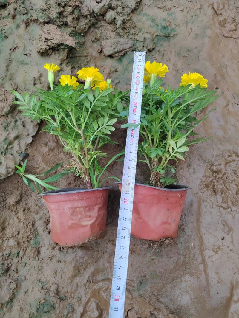 孔雀草