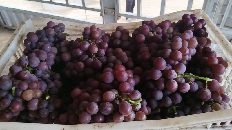 头茬巨峰葡萄大量供应，货源稳定价格美丽