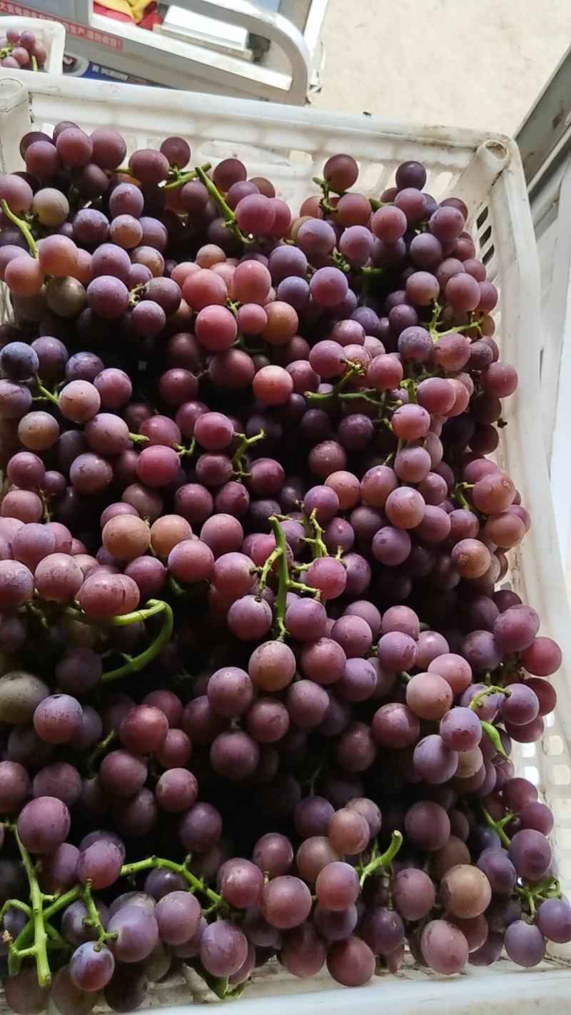 头茬巨峰葡萄大量供应，货源稳定价格美丽