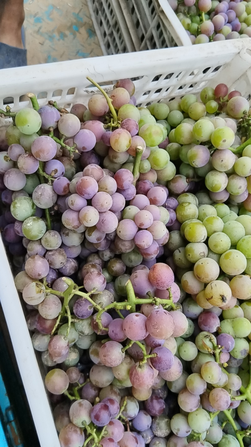 头茬巨峰葡萄大量供应，货源稳定价格美丽