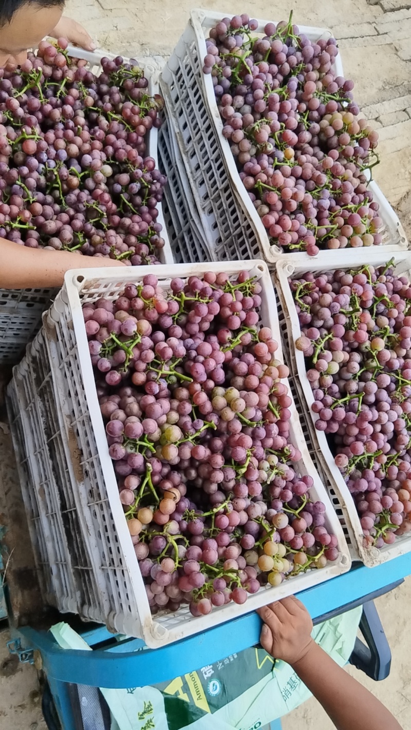 头茬巨峰葡萄大量供应，货源稳定价格美丽