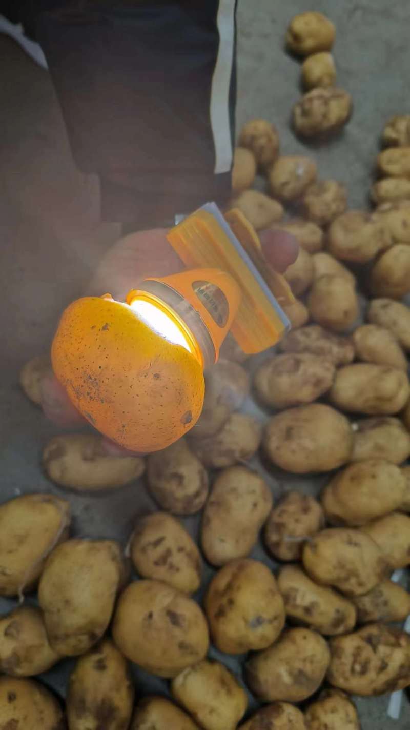 【推荐】优质荷兰十五土豆大量供货产地货源品质保证