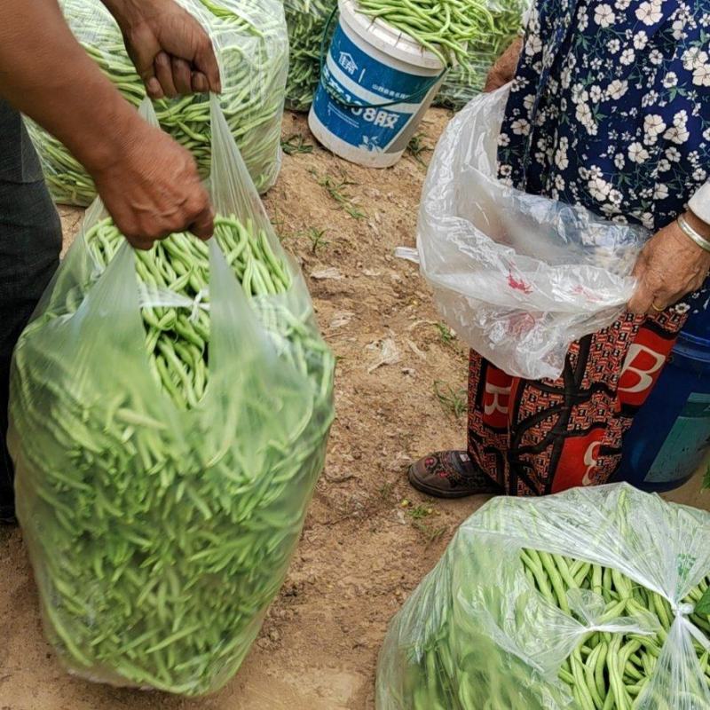 山西无丝豆白不老鲜货
