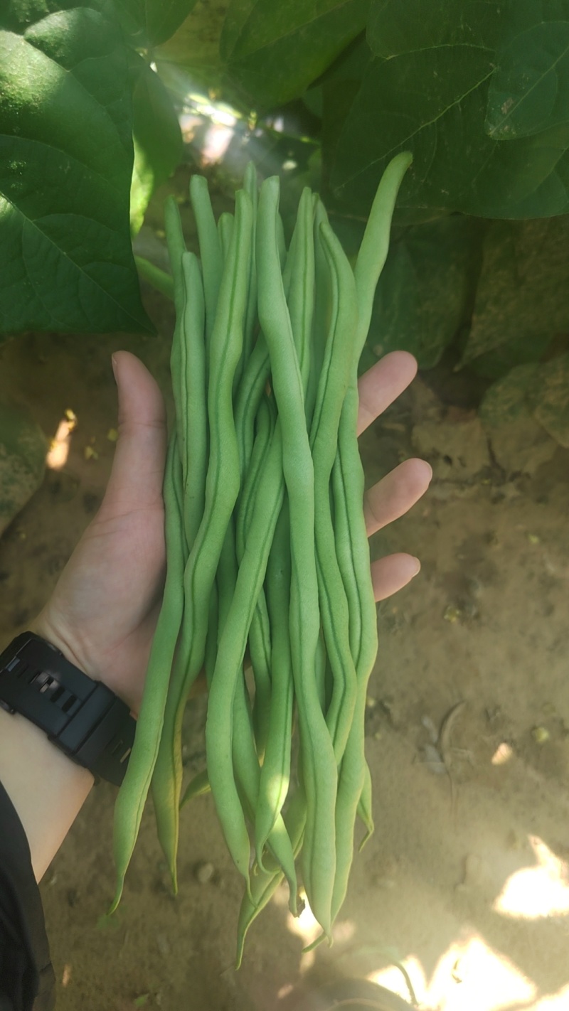 山西无丝豆白不老鲜货