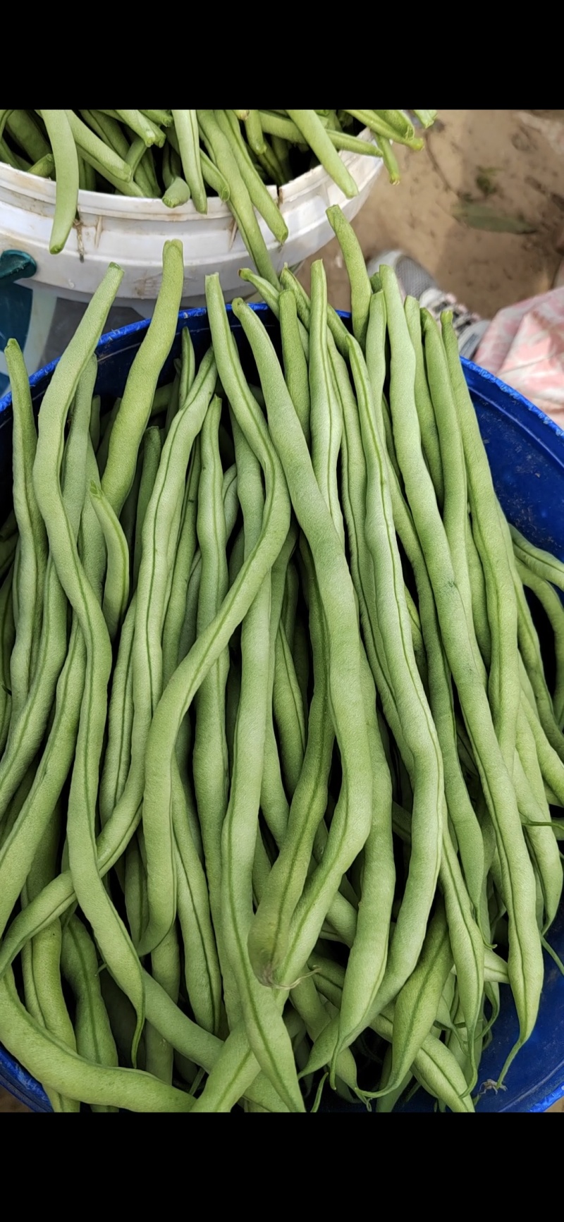 山西无丝豆白不老鲜货