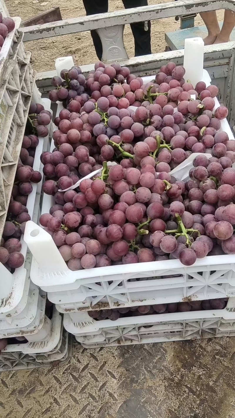 河北威县巨峰葡萄大量上市