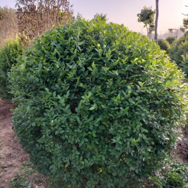 一米冠幅水蜡球