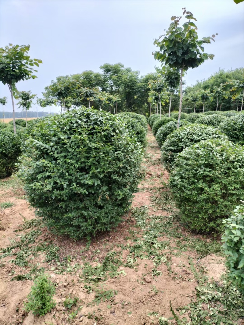 一米冠幅水蜡球