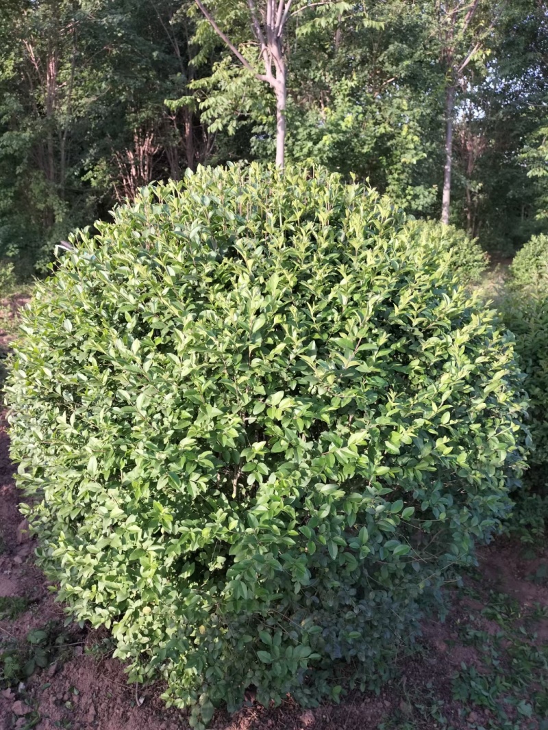 一米冠幅水蜡球