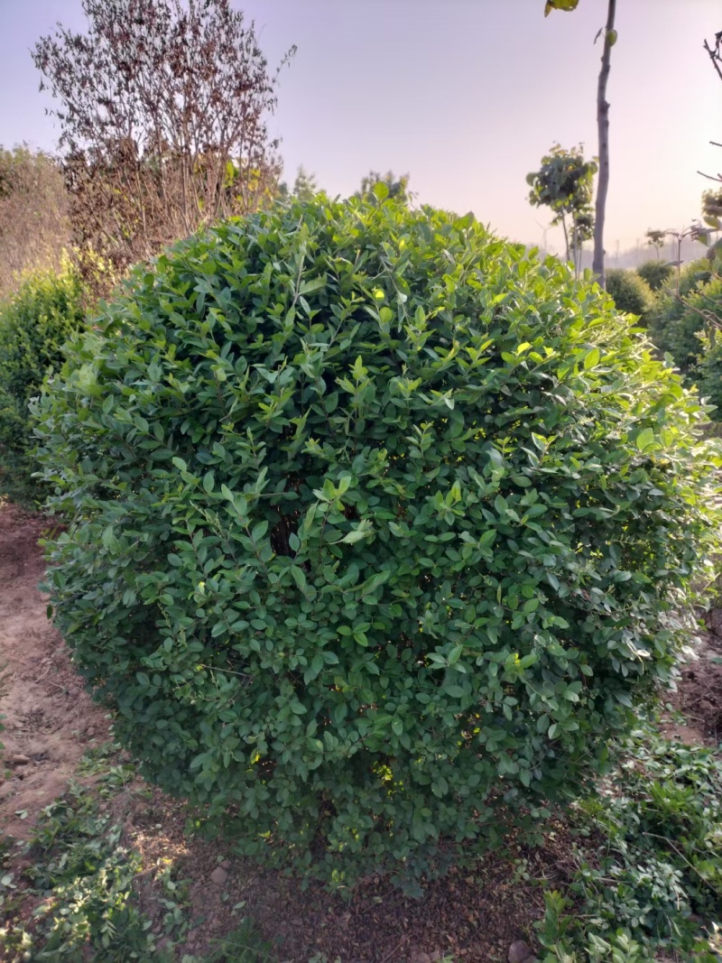 一米冠幅水蜡球