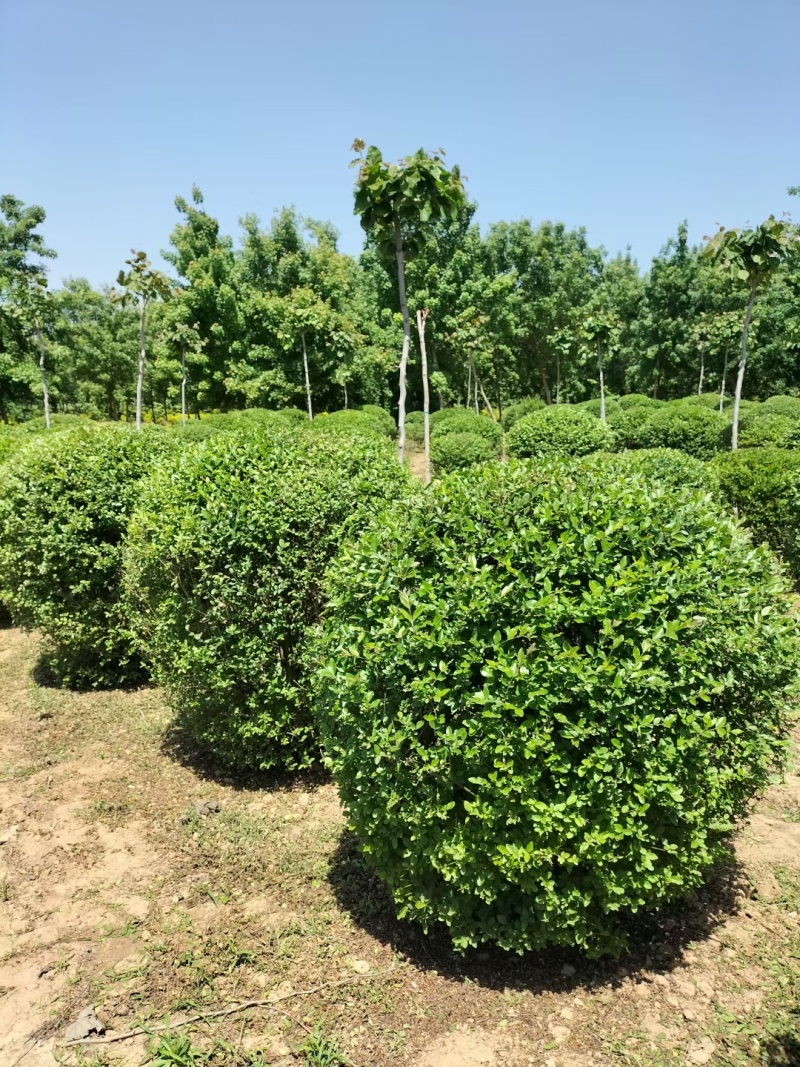 一米冠幅水蜡球