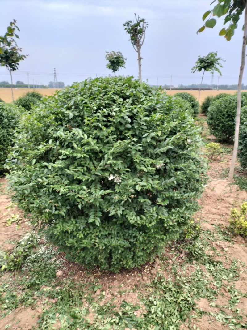 一米冠幅水蜡球