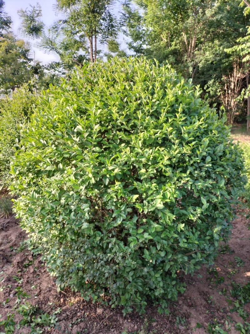 一米冠幅水蜡球