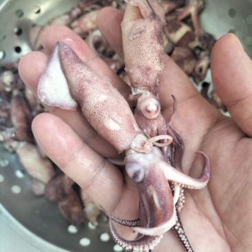 笔管鱼（海兔）