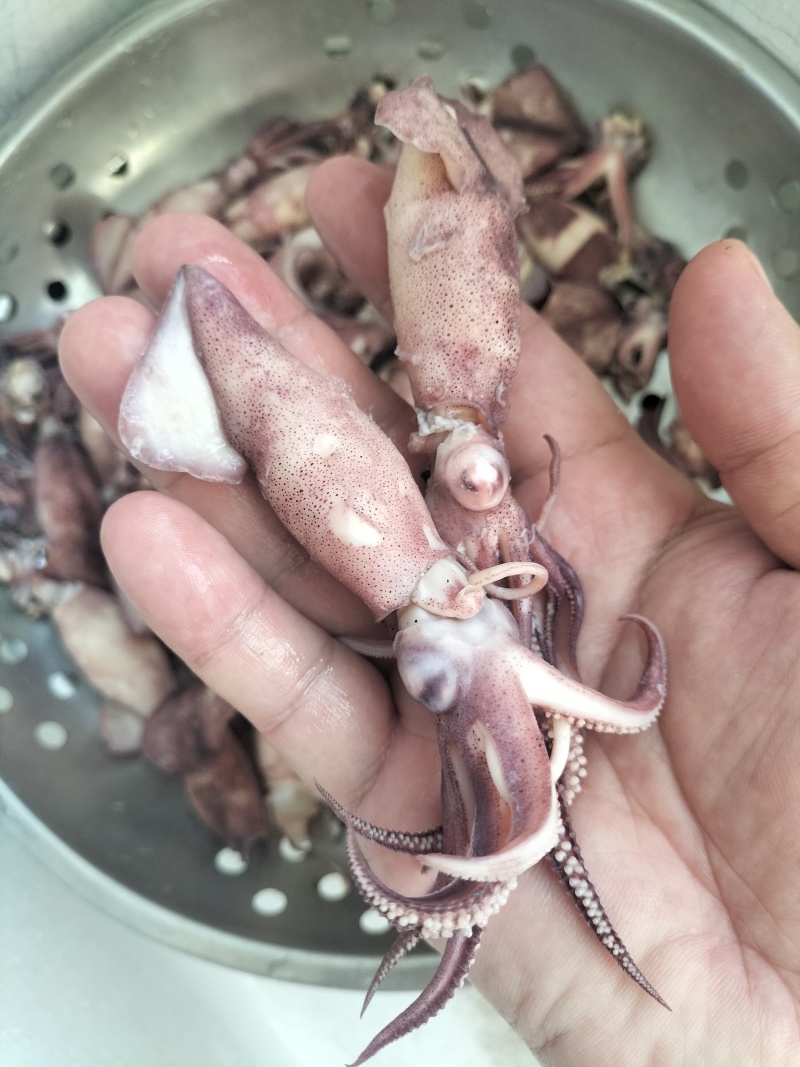 笔管鱼（海兔）