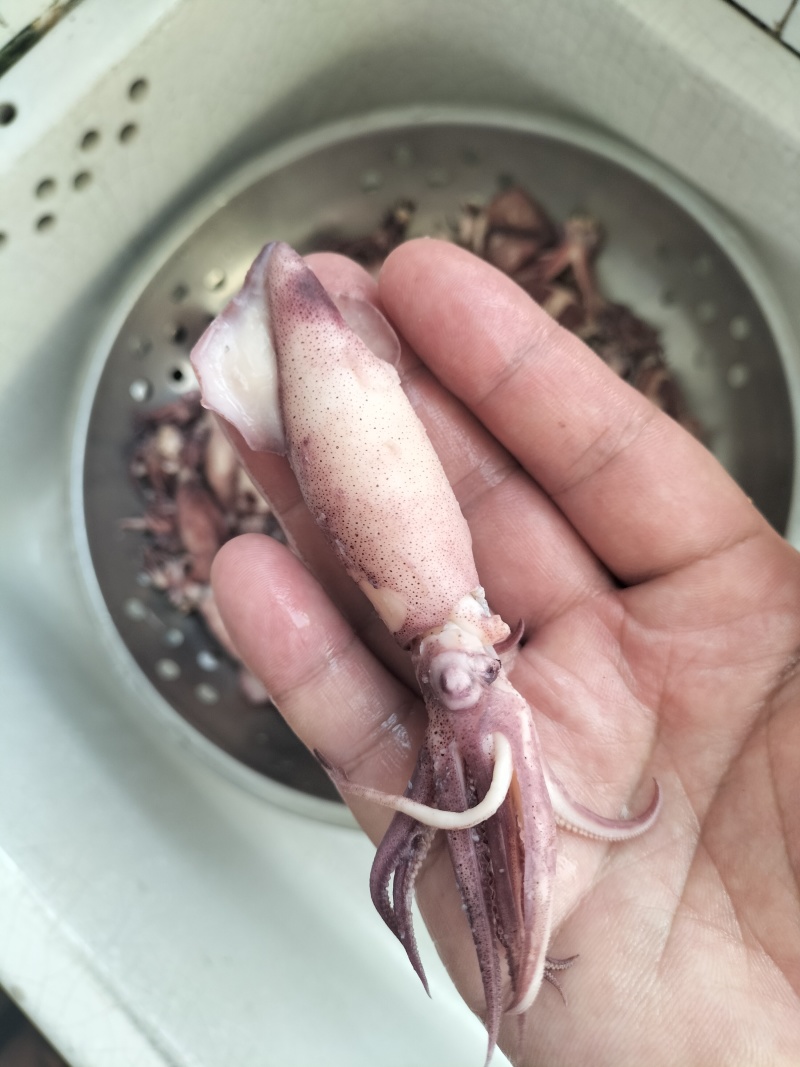 笔管鱼（海兔）