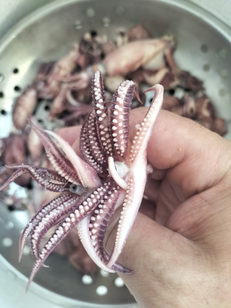 笔管鱼（海兔）