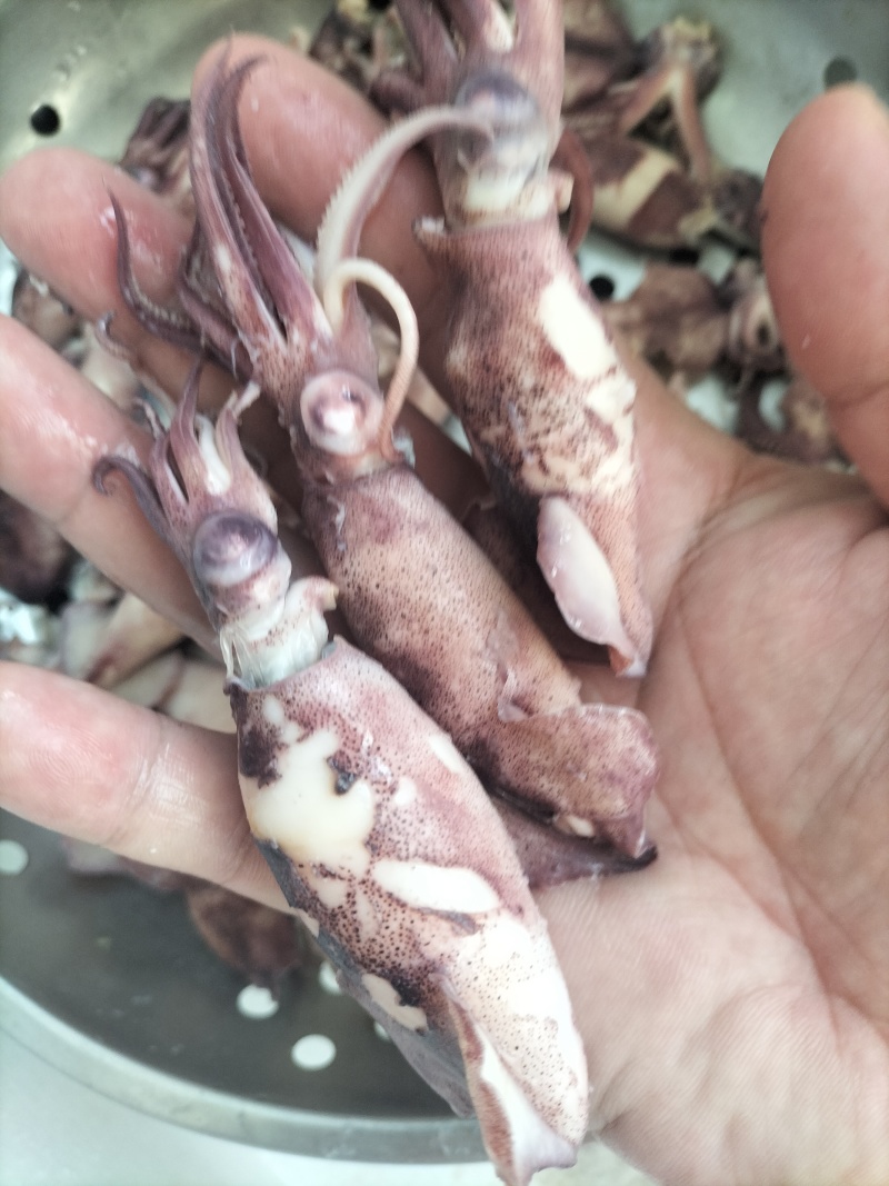 笔管鱼（海兔）