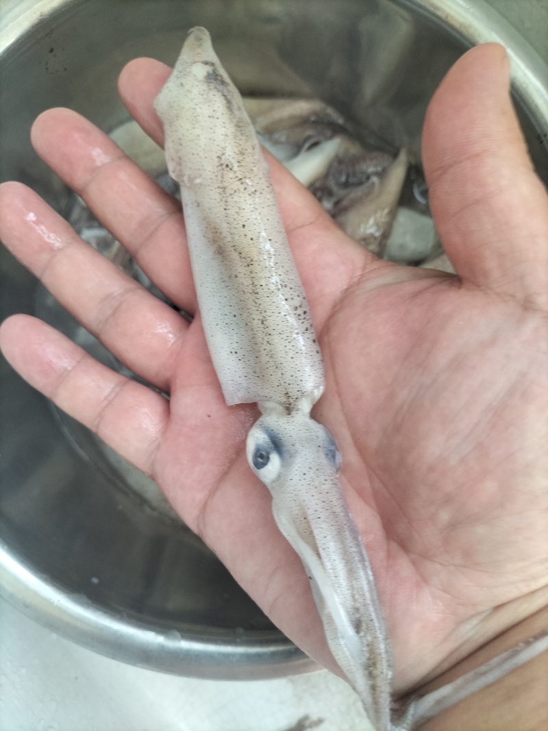 笔管鱼（海兔）