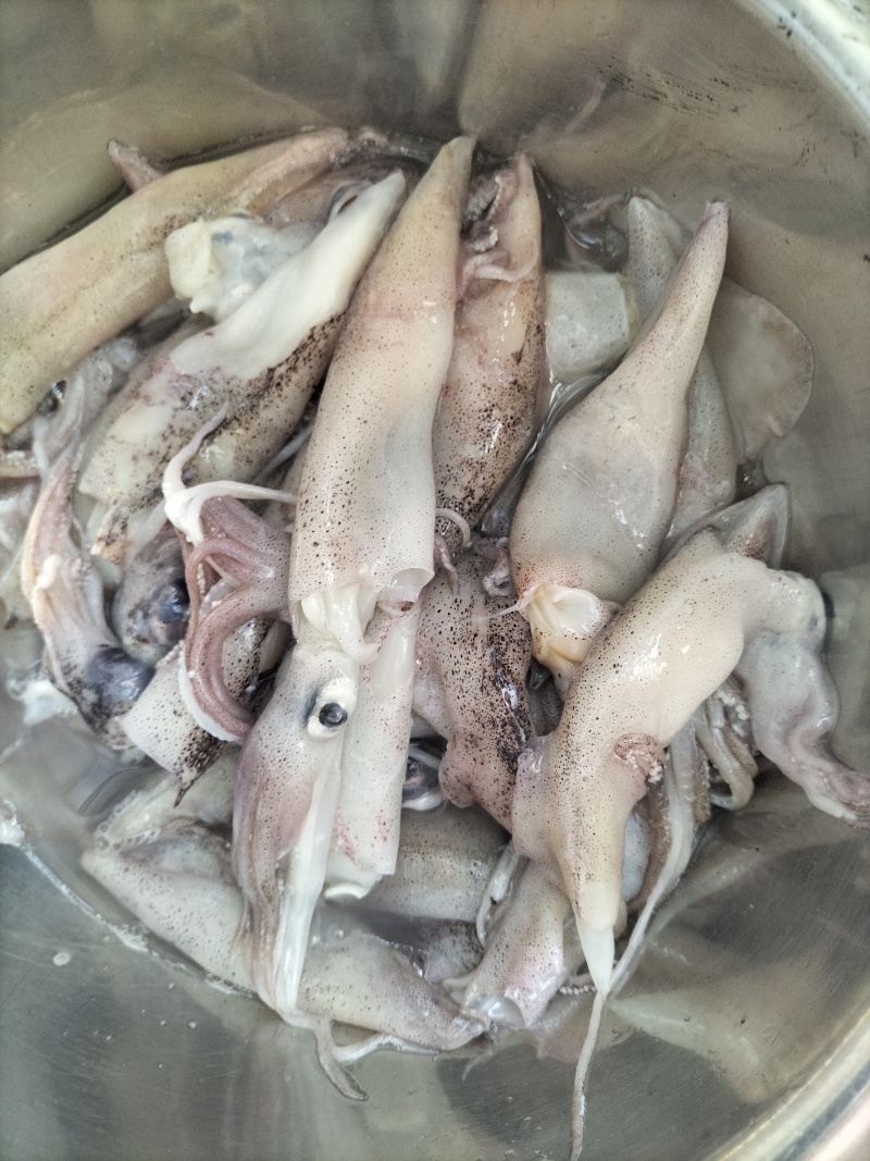 笔管鱼（海兔）