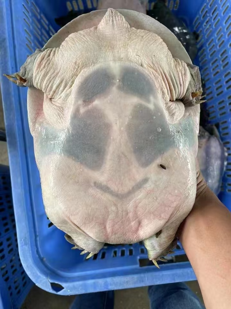 外塘中华鳖品质好价格优，欢迎上门挑选
