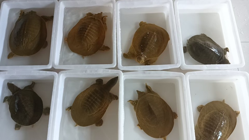 外塘中华鳖品质好价格优，欢迎上门挑选