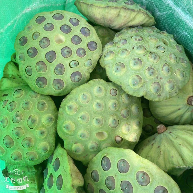 新鲜太空莲子莲蓬粤北山区本地货全国可发价格透明