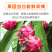当季火龙果整箱新鲜现摘红心火龙果批发价味甜薄皮批发