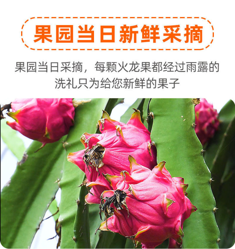 当季火龙果整箱新鲜现摘红心火龙果批发价味甜薄皮批发