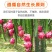 当季火龙果整箱新鲜现摘红心火龙果批发价味甜薄皮批发