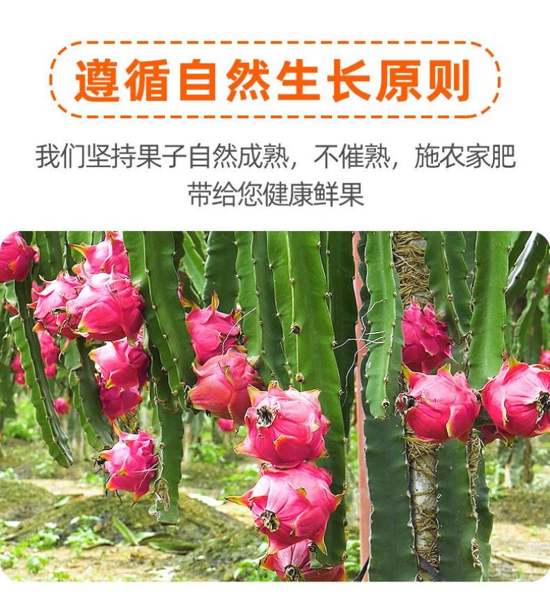当季火龙果整箱新鲜现摘红心火龙果批发价味甜薄皮批发