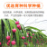 当季火龙果整箱新鲜现摘红心火龙果批发价味甜薄皮批发