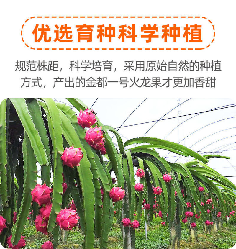 当季火龙果整箱新鲜现摘红心火龙果批发价味甜薄皮批发