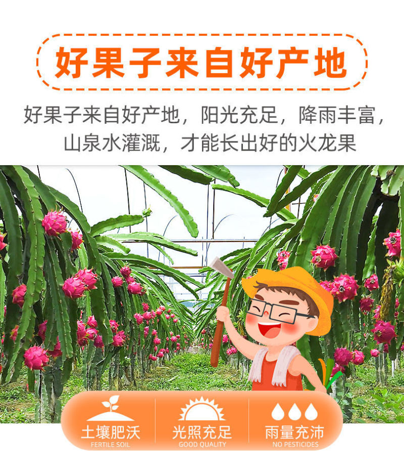 当季火龙果整箱新鲜现摘红心火龙果批发价味甜薄皮批发