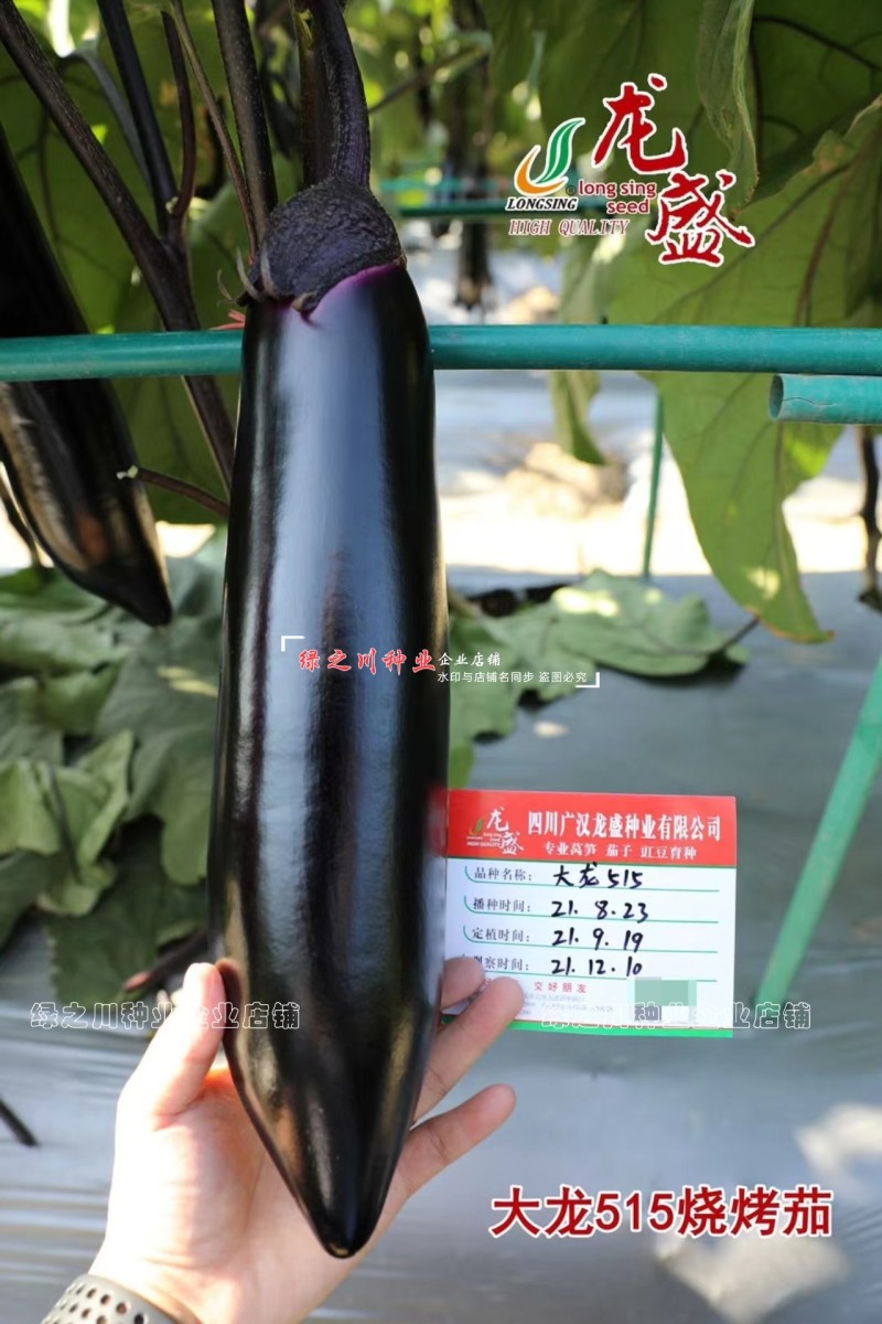 黑又亮茄子种子大龙515烧烤茄种子软糯清香油黑亮丽棒茄