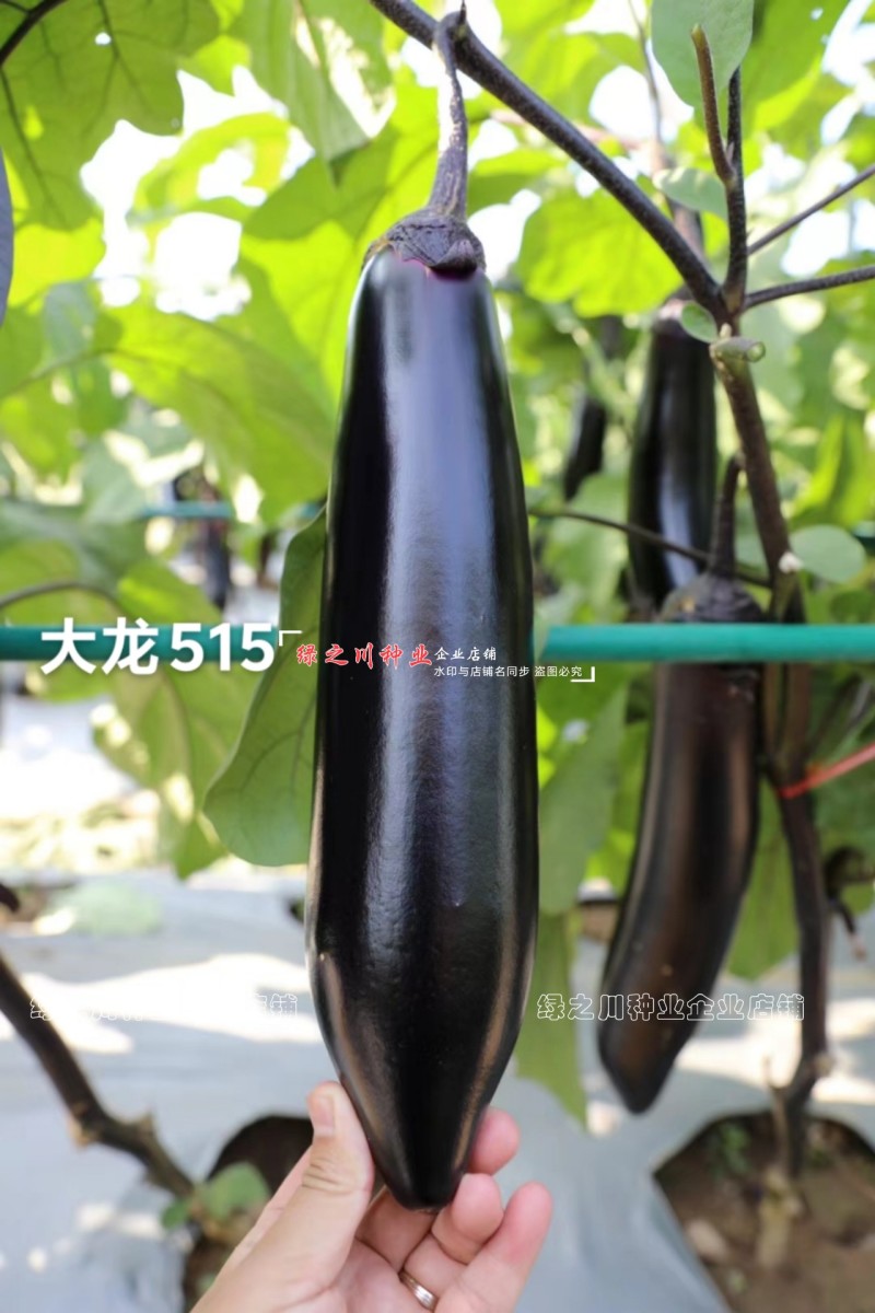 黑又亮茄子种子大龙515烧烤茄种子软糯清香油黑亮丽棒茄