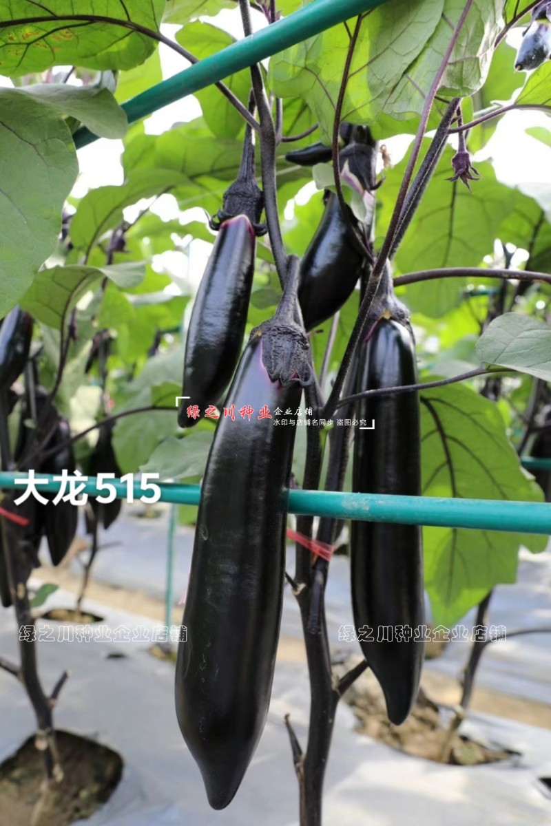 黑又亮茄子种子大龙515烧烤茄种子软糯清香油黑亮丽棒茄
