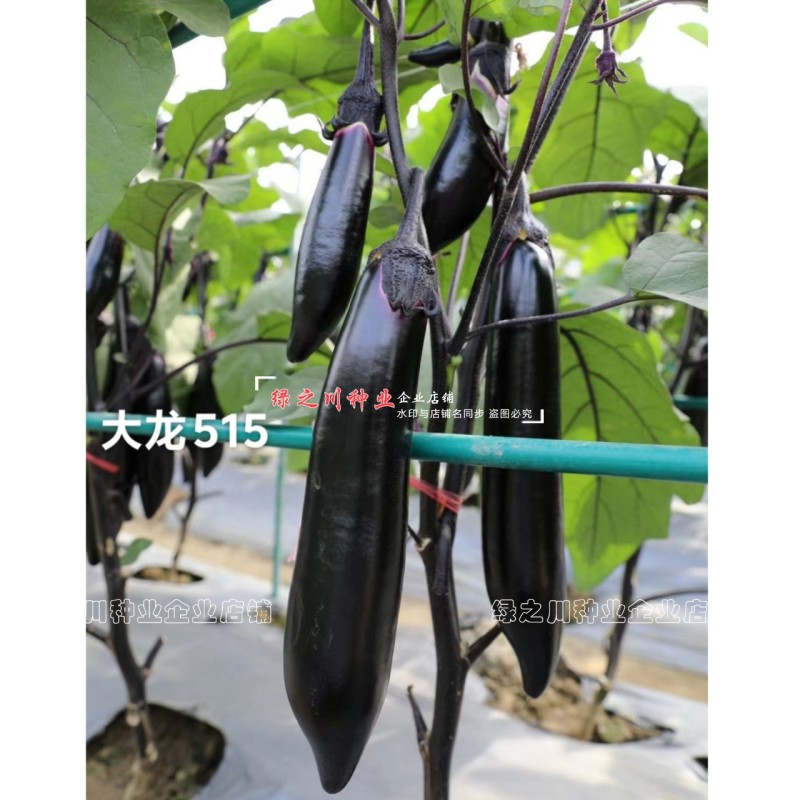 四川龙盛大龙515烧烤茄种子黑又亮粗棒型茄子种子春秋两用