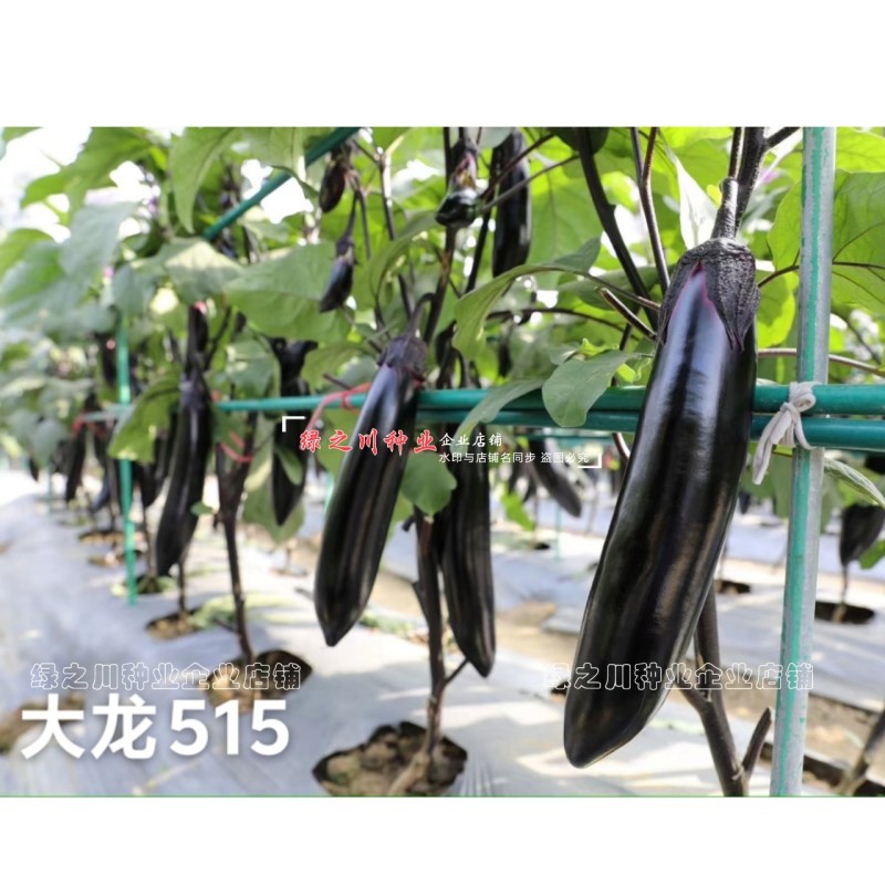 四川龙盛大龙515烧烤茄种子黑又亮粗棒型茄子种子春秋两用