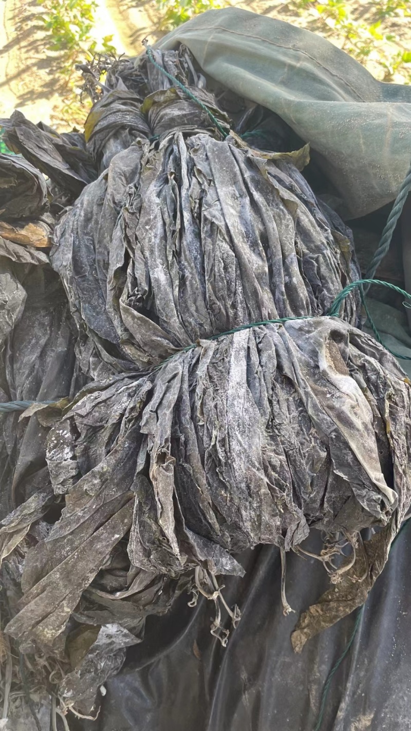 批发福建海边农家自种无沙厚海带干海带