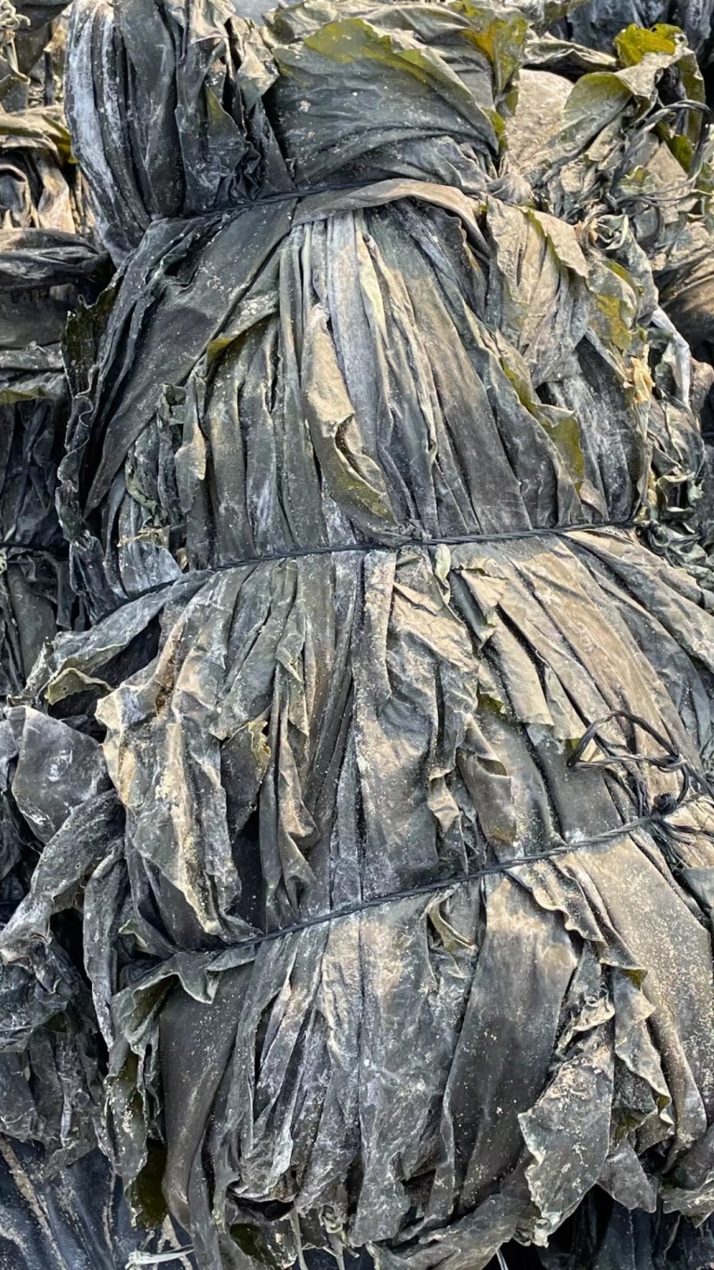 批发福建海边农家自种无沙厚海带干海带