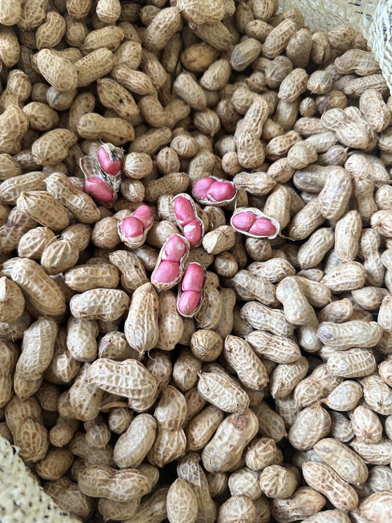 四川金堂花生新鲜洗花生两粒红米花生个头饱满机洗花生不带泥