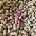 四川金堂花生新鲜洗花生两粒红米花生个头饱满机洗花生不带泥